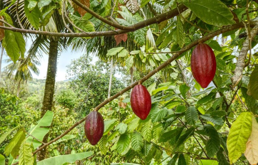 cacao trees St Lucia All Inclusive Resorts