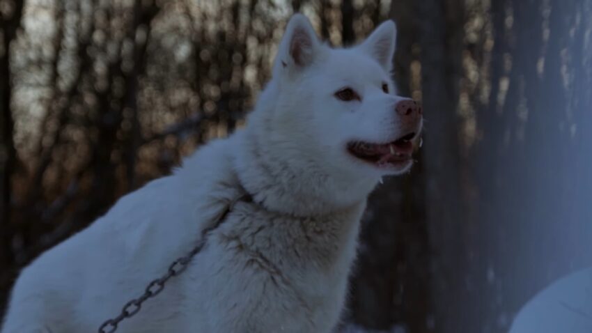 Alaska dogs