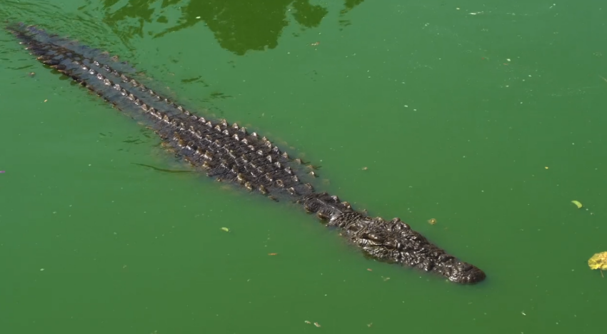 Alligators Habitat