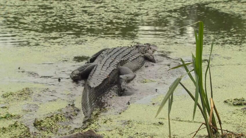 Alligators in nature
