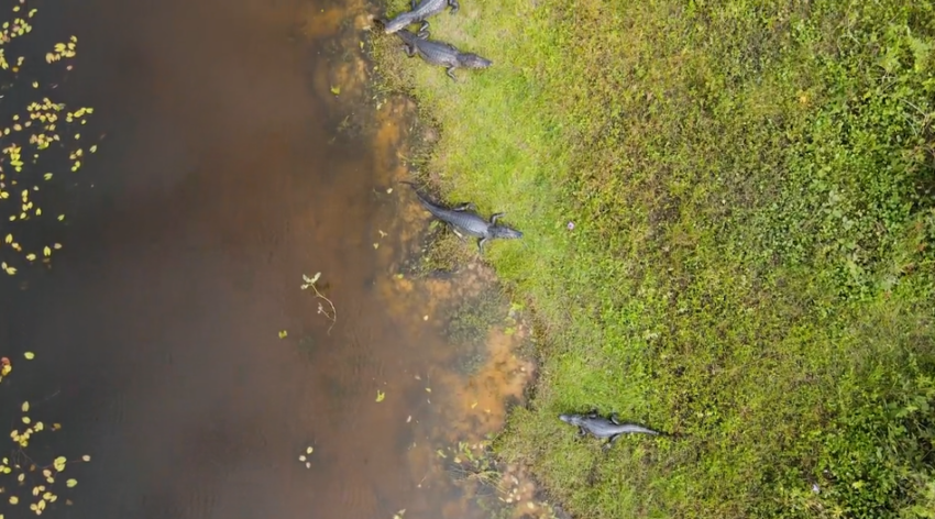 Alligators in the usa