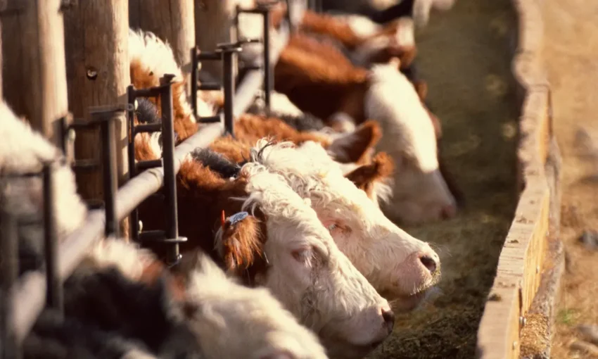 California Cattle production