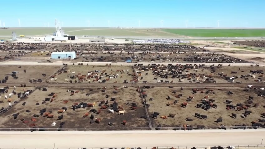 Cattle production in America