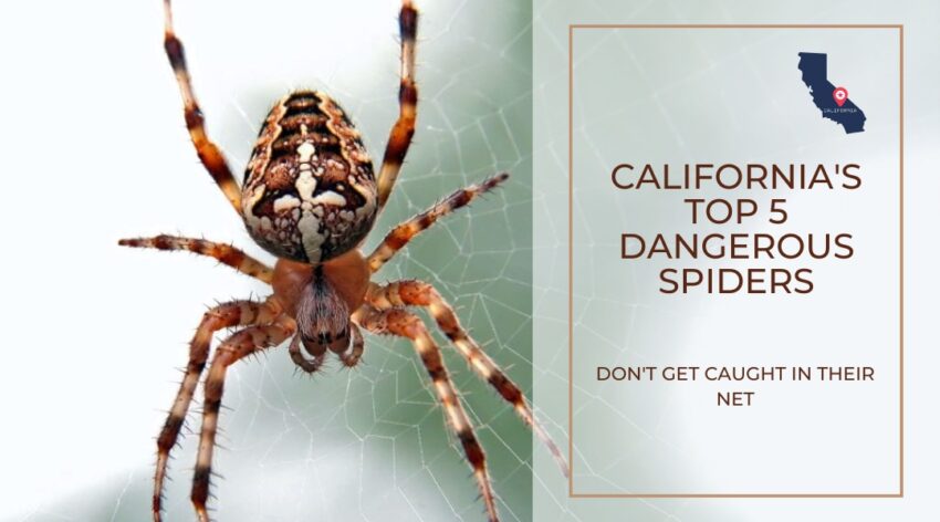Dangerous spders in California