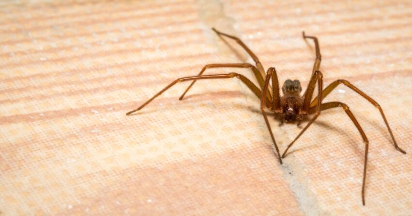 Desert Recluse Spider