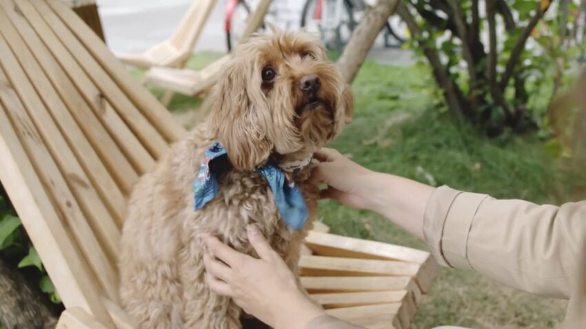 Dog Owners Various Sacrifices For Their Dogs