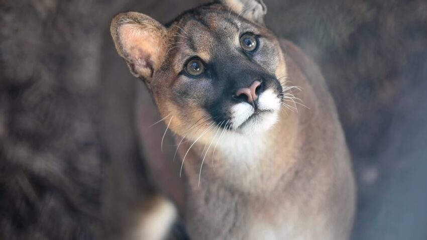 Mountain Lions