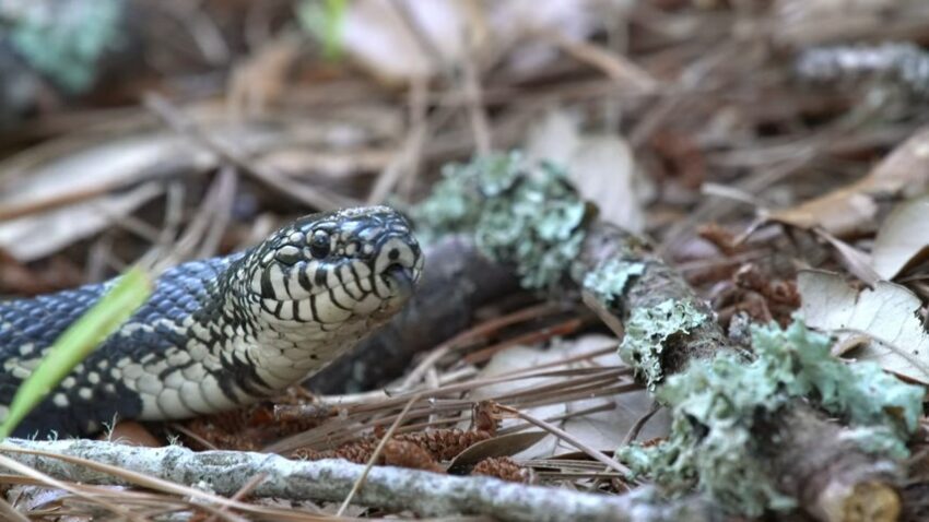 North Carolina Wildlife