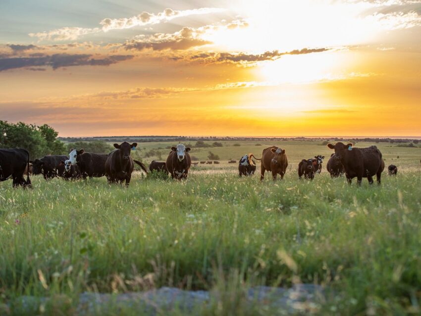 Oklahoma Cattle