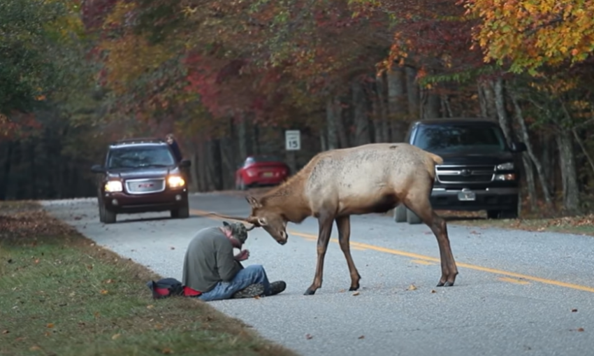 deadly encounters with wild animals