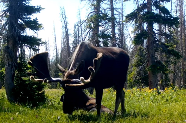 Wyoming wild animals 