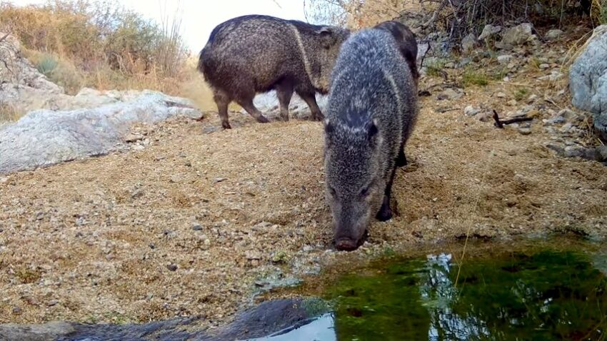 Sonoran Desert Wildlife