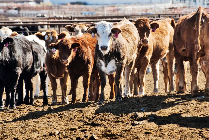 Texas Cattle