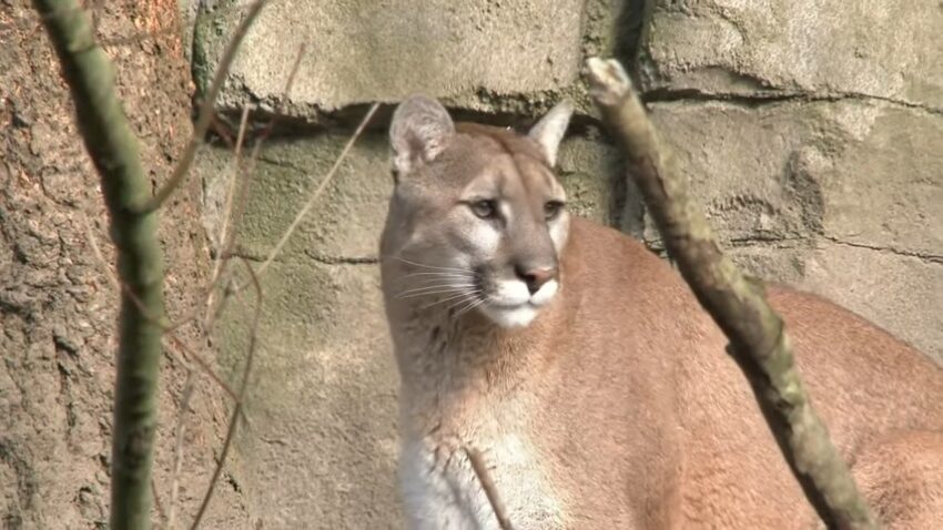 Wildlife in California