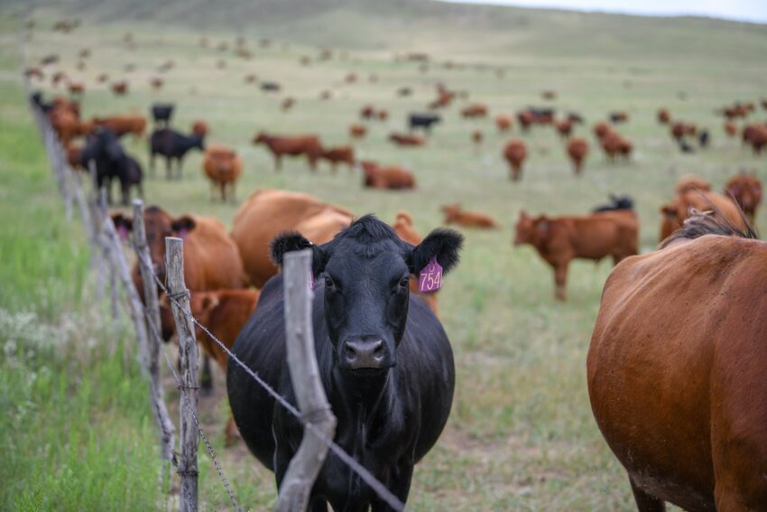 kansas cattle production