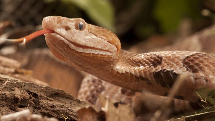 Copperhead