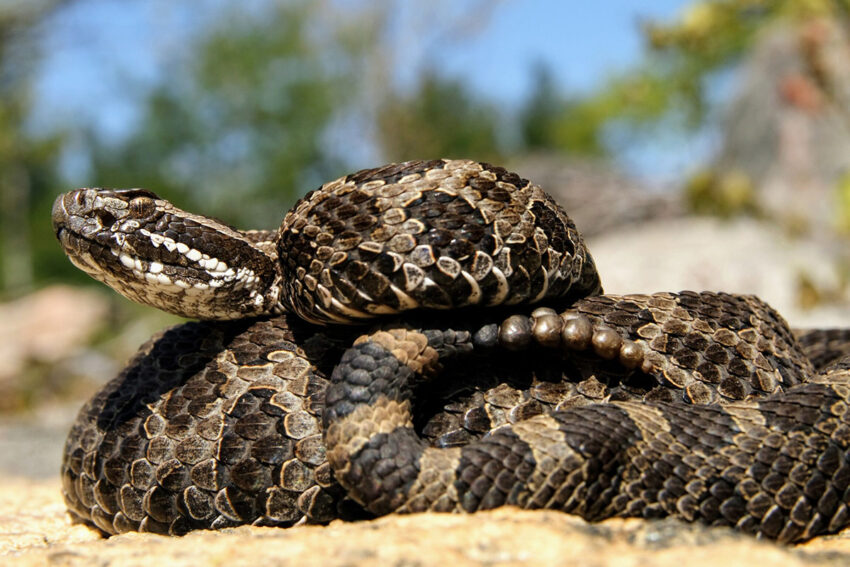 Eastern Massasauga Rattlesnake