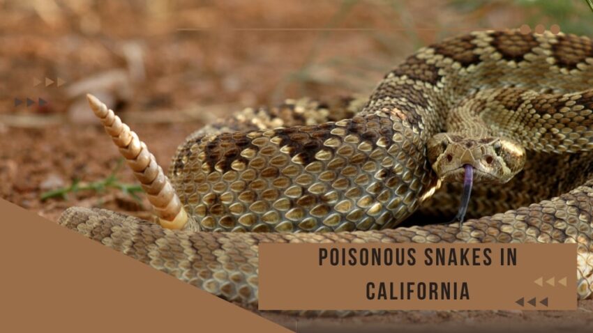 Poisonous Snakes in California