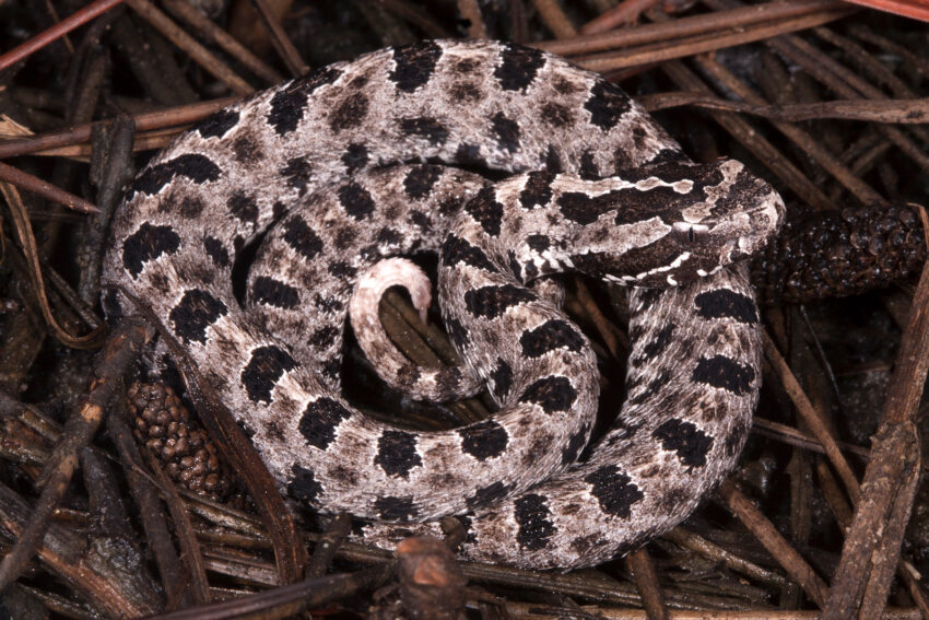 Pygmy Rattlesnake