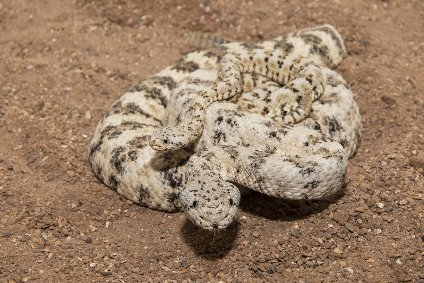 Speckled Rattlesnake