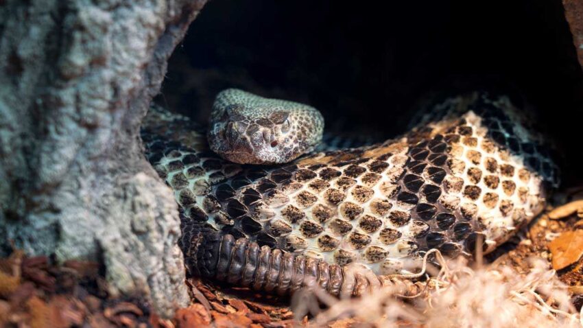 Timber-Rattlesnake