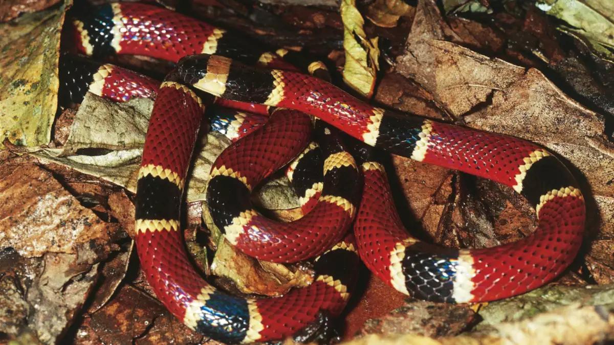 Western Coral Snake