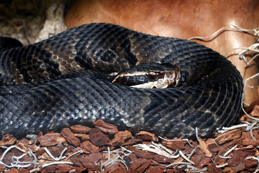 Western Cottonmouth