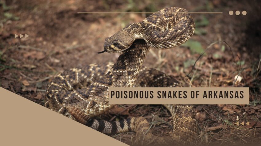 poisonous snakes of arkansas
