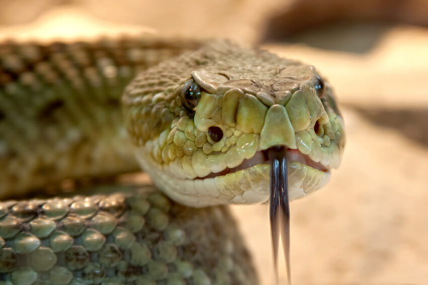 Venomous (Poisonous) Snakes in Alaska - St Lucia News Online - Vimarsana News