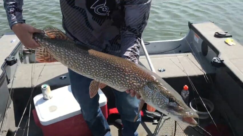 39 Inch Northern Pike