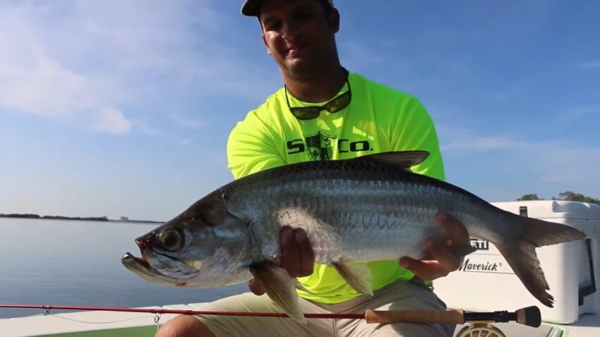 Acrobatic Tarpon