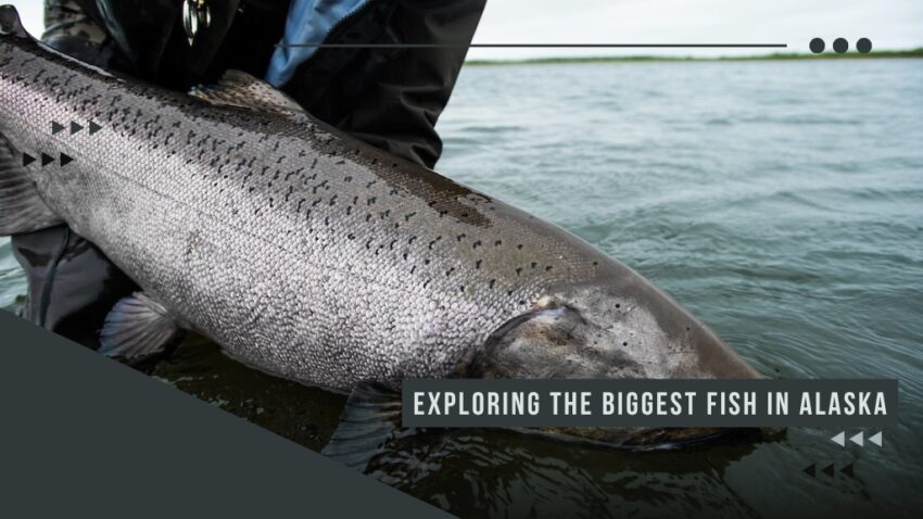 Alaska Biggest Fish Exploring