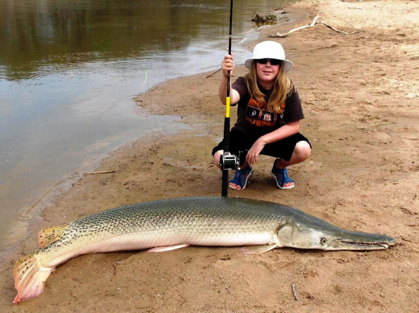 Alligator Gar