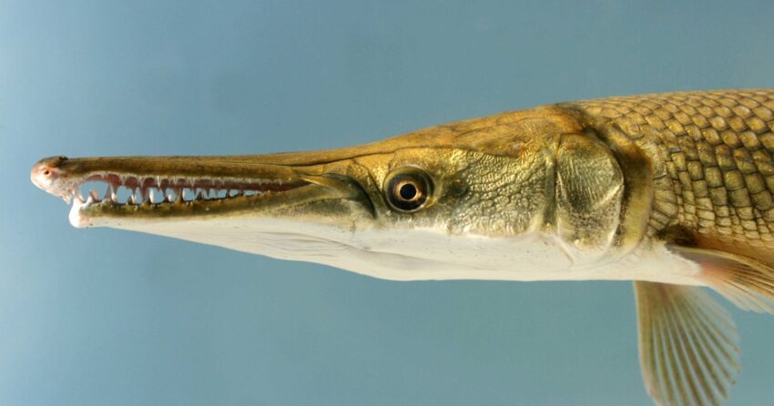 Alligator Gar