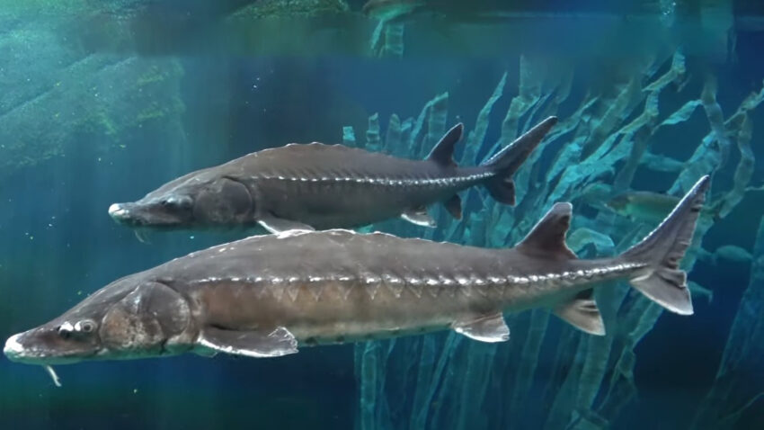 Atlantic Sturgeon