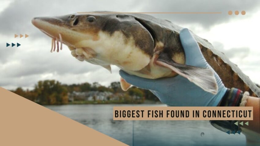 Biggest Fish Found in Connecticut