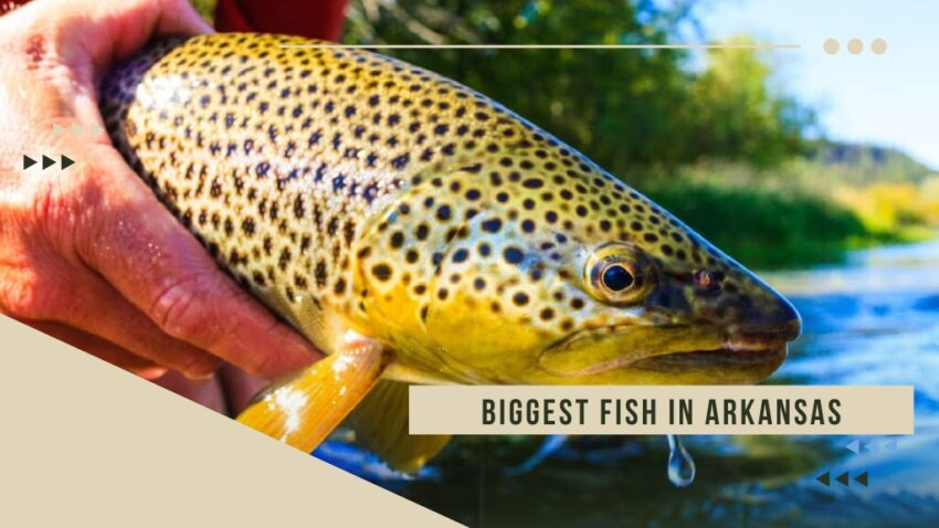 Biggest Fish in Arkansas