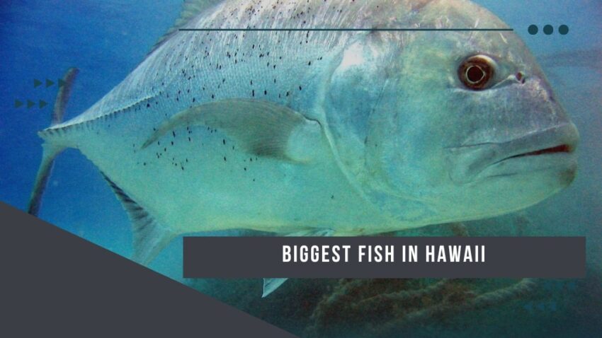Biggest Fish in Hawaii (1)
