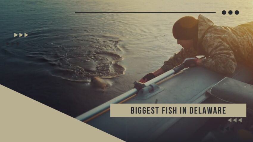 Biggest Fish in delaware - Biggest fish caught