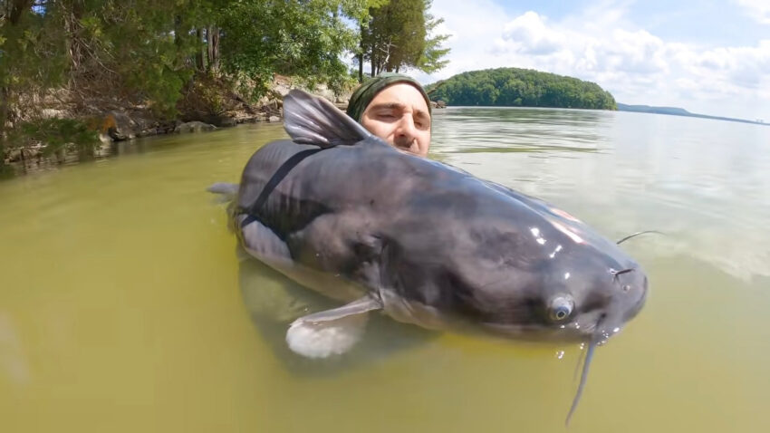 Blue Catfish