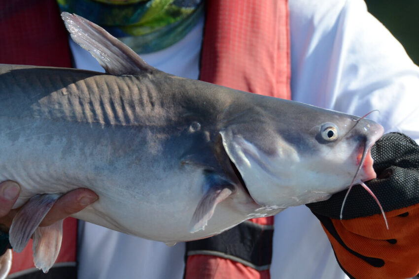 Blue catfish