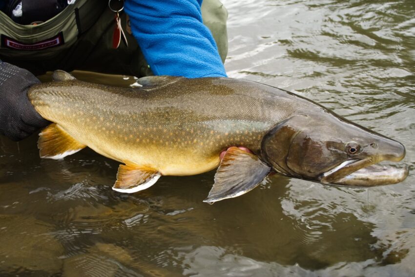 Bull Trout