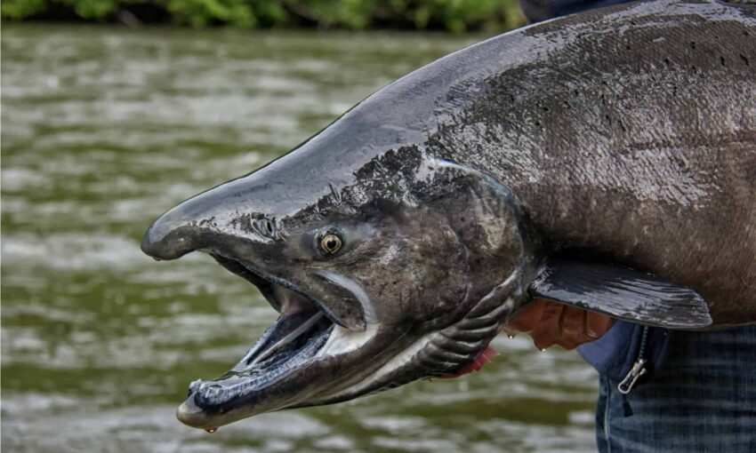 Chinook Salmon