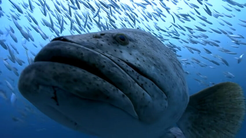 Colossal Atlantic Goliath Grouper