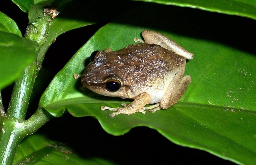 Coqui Frog