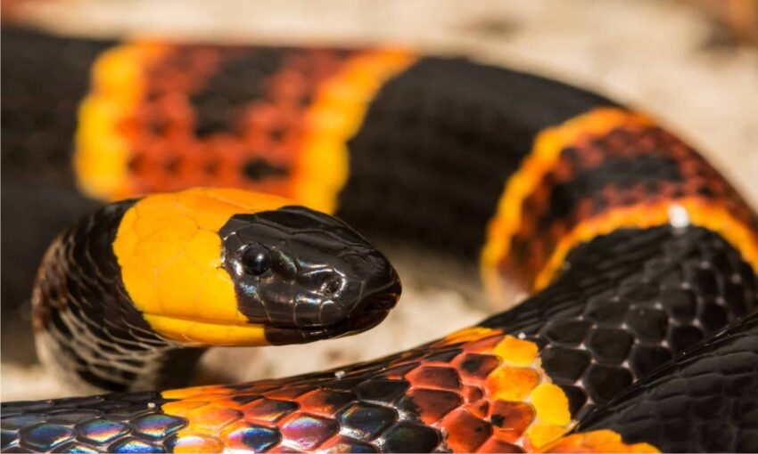 Coral Snake