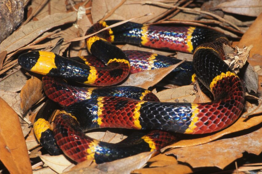 Coral Snakes