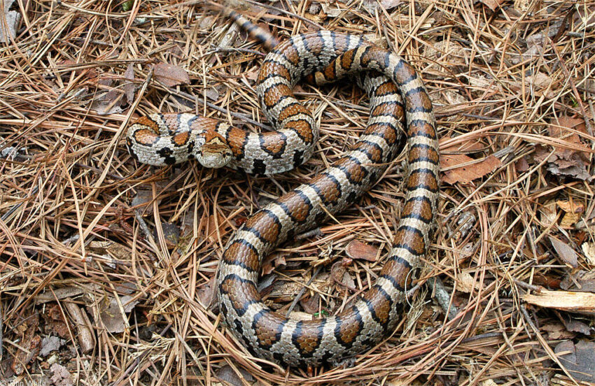 Delaware snakes