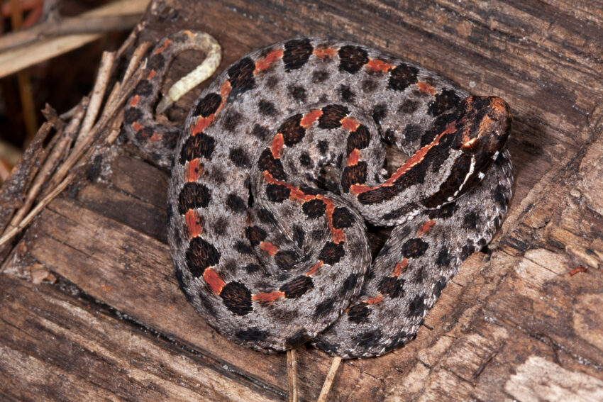 Dusky Pygmy Rattlesnake