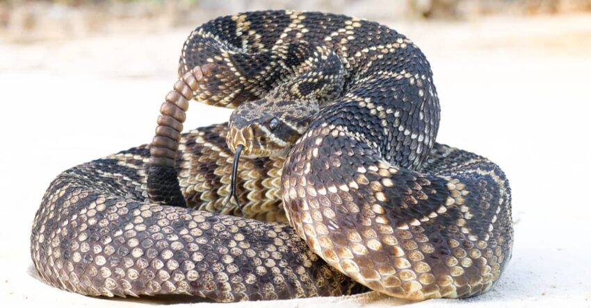 Eastern Diamondback Rattlesnake